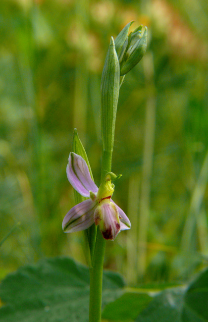 Ophrys apifera var. tilaventina